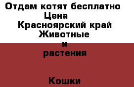 Отдам котят бесплатно › Цена ­ 1 - Красноярский край Животные и растения » Кошки   . Красноярский край